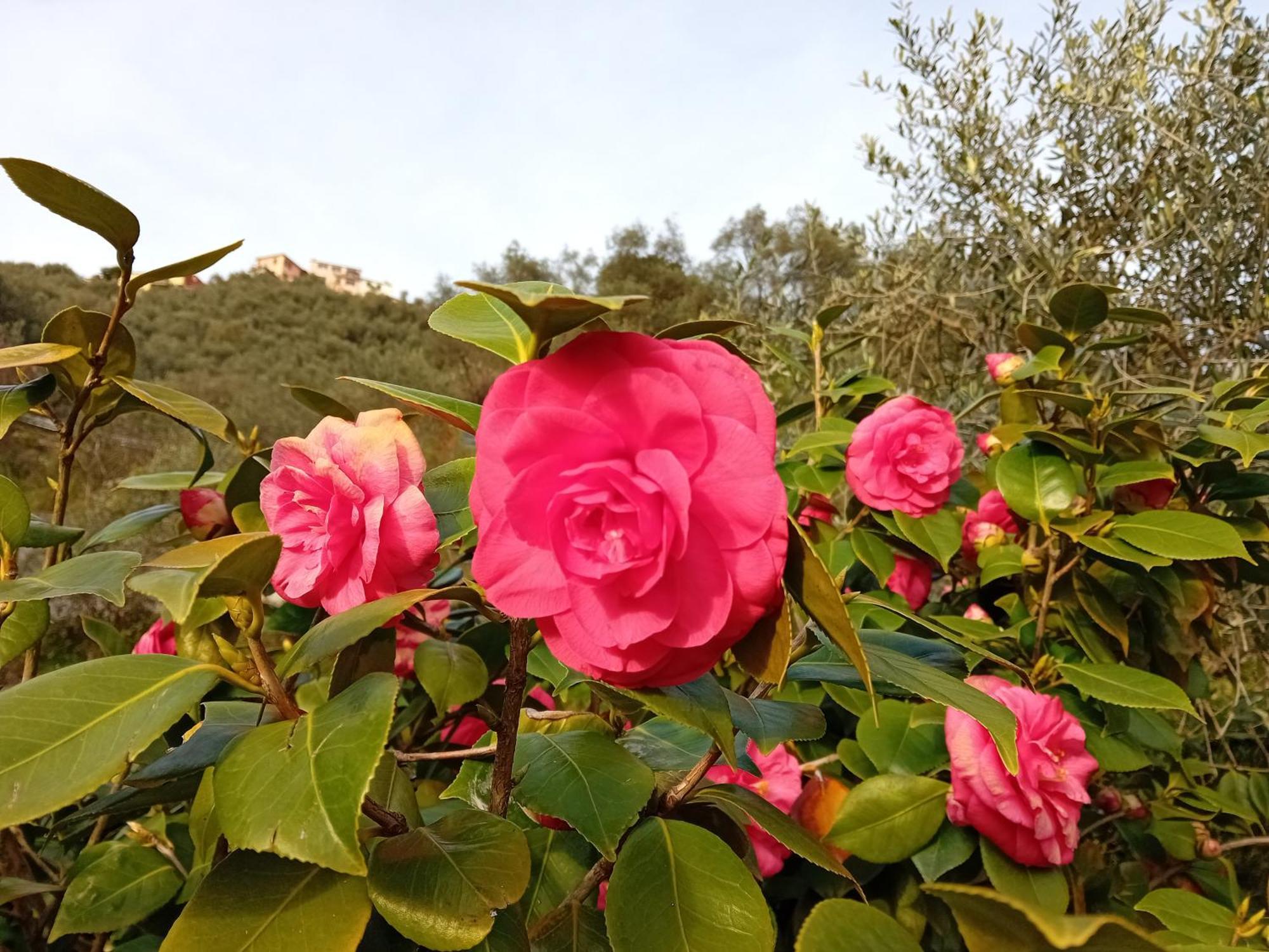 B&B Vignola Levanto Exteriér fotografie